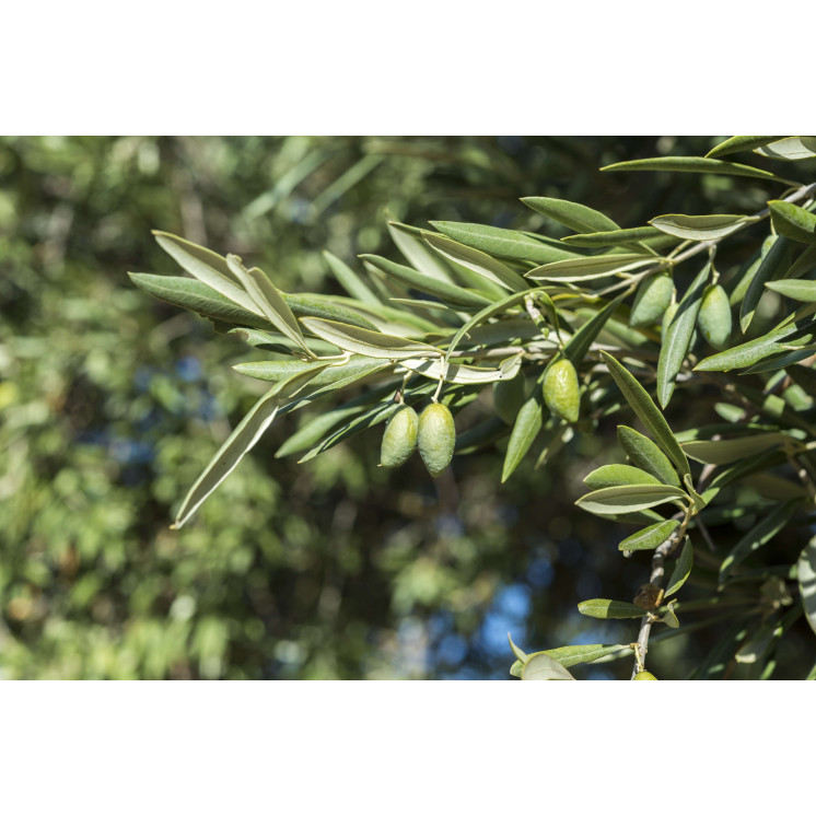 feuilles d'olivier bio - Bienfaits naturels pour la santé | Boutique