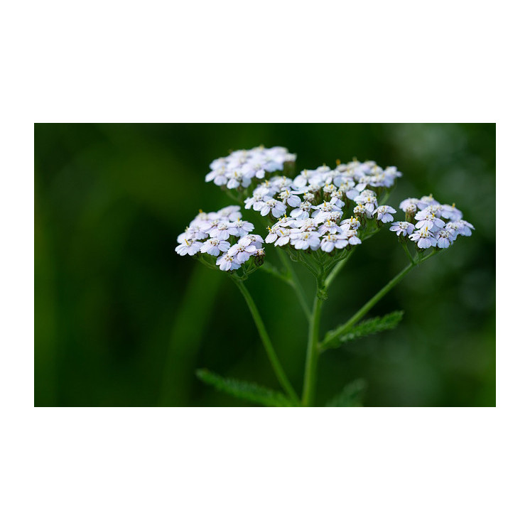 Achillée Millefeuilles : Plante Détox et Médicinales - Boutique Détox