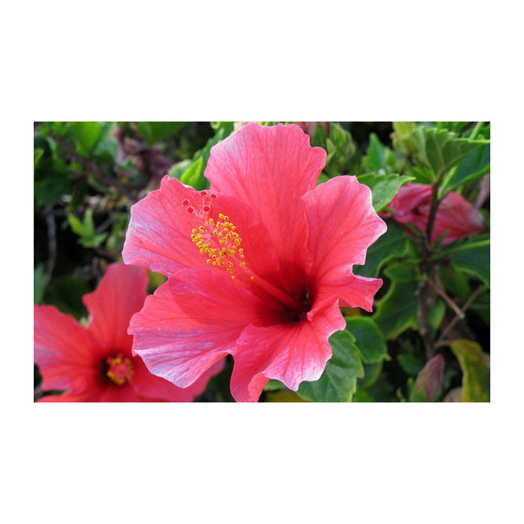 Hibiscus : Infusion Détox Revitalisante - Boutique Detox